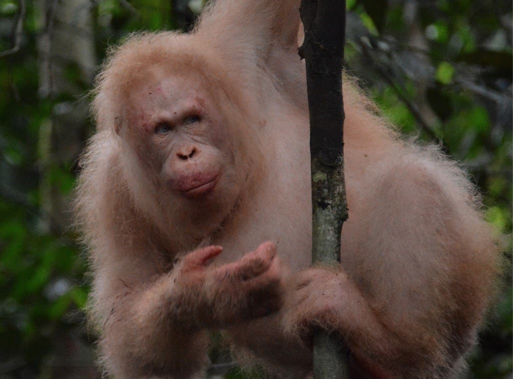 image orangutan albino