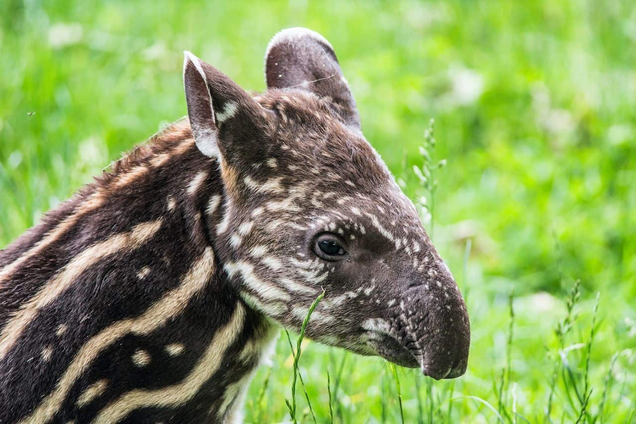 tapir