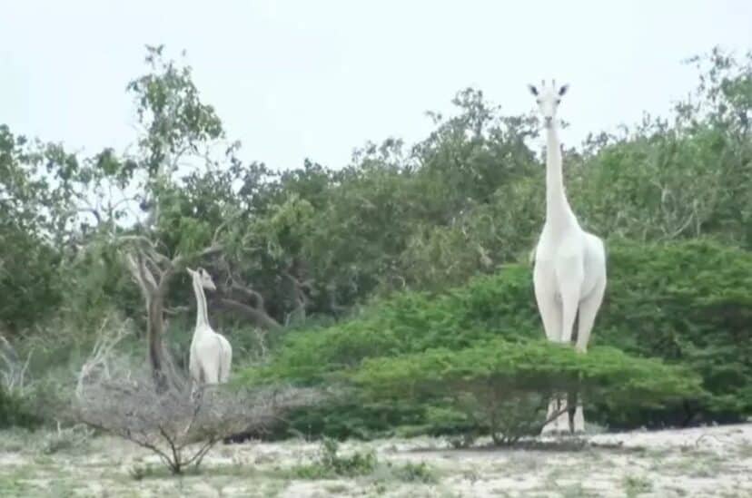 Ishaqbini Hirola Community Conservancy