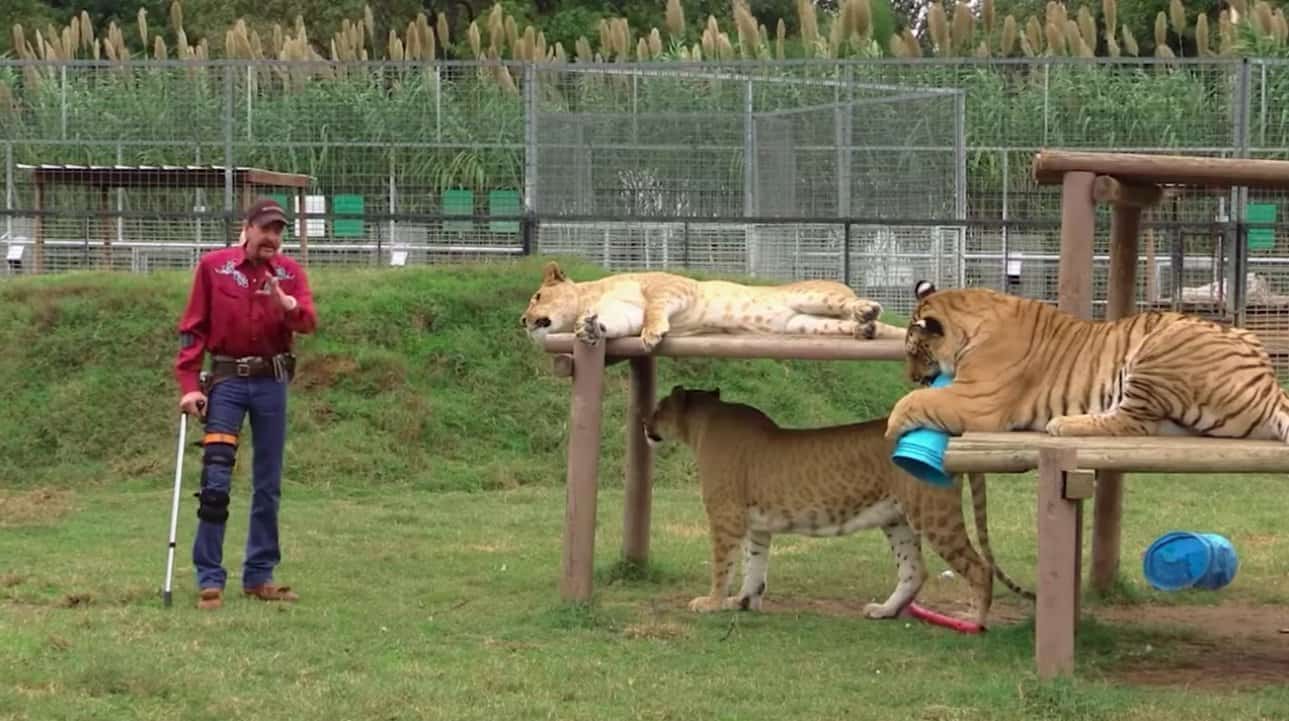 1585597291_168_How-Tiger-King-Ignores-Its-Only-True-Protagonists-The