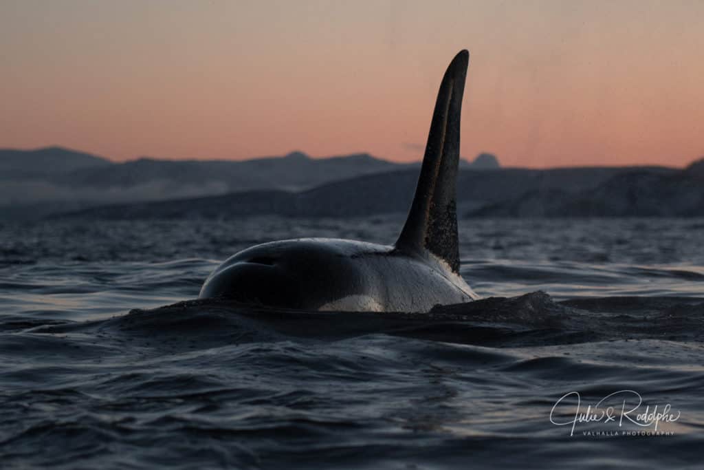 image swimming with orcas DSC 5344 2