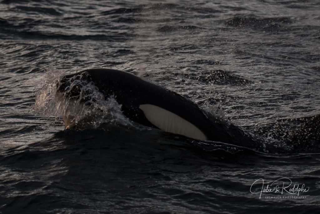 image swimming with orcas DSC 5579 2