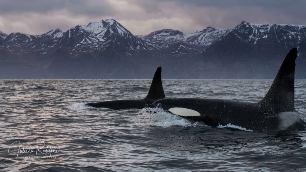 image swimming with orcas DSC 5892