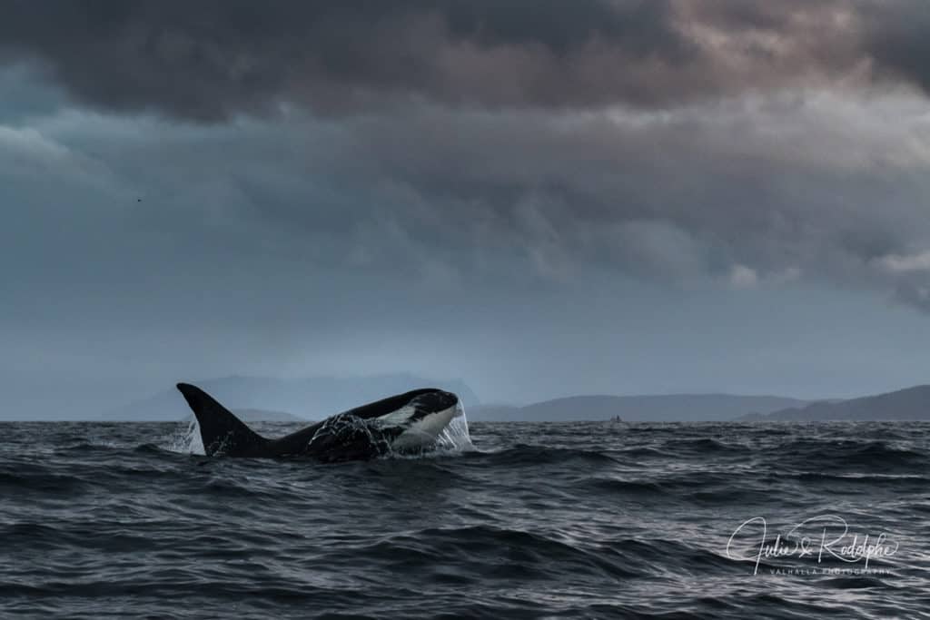 image swimming with orcas DSC 6395