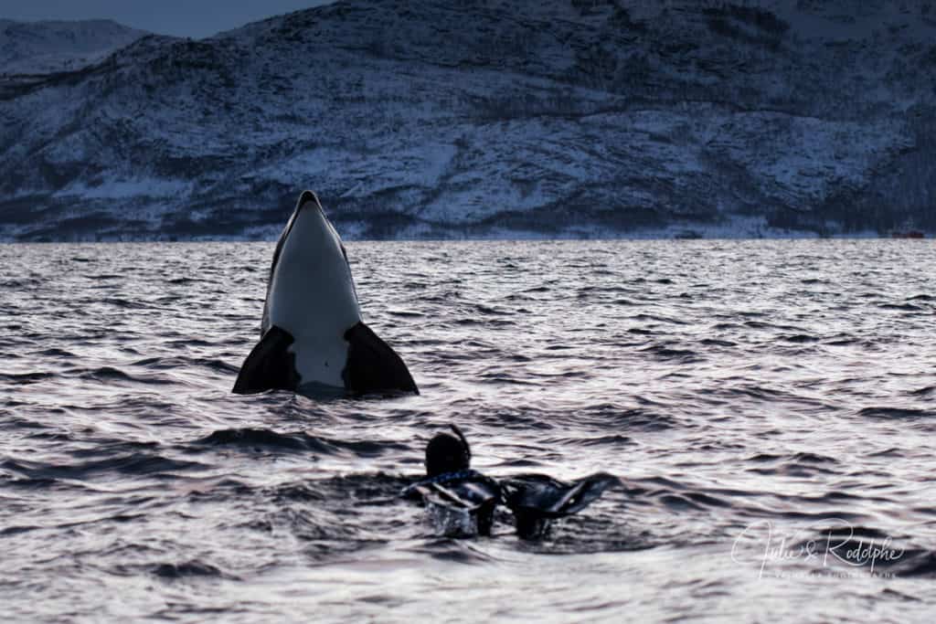 image swimming with orcas DSC 6494