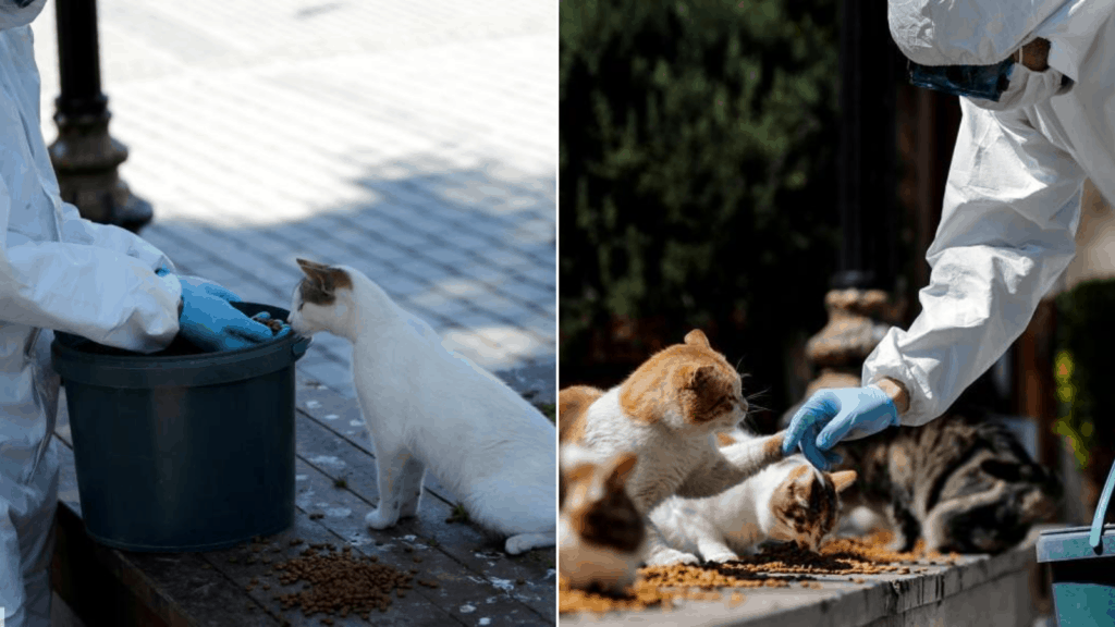 image Estambul Autoridades se encargan de alimentar a miles de gatos callejeros ante la ausencia de personas en las calles 43