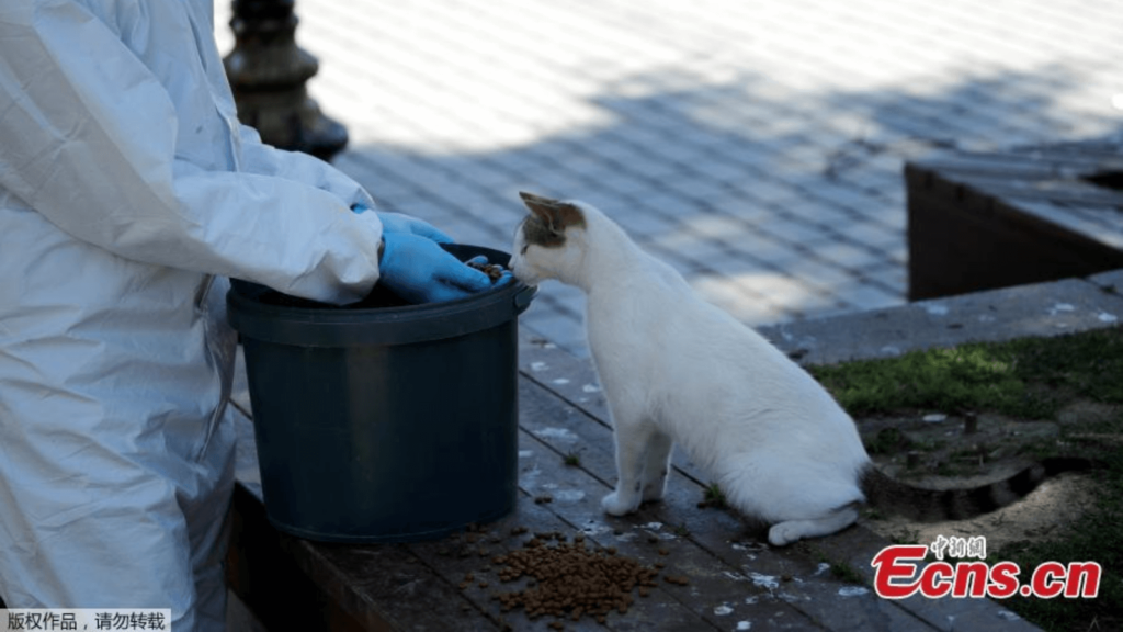 image Estambul Autoridades se encargan de alimentar a miles de gatos callejeros ante la ausencia de personas en las calles 54