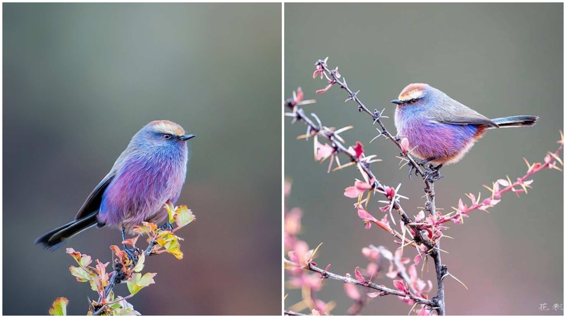 pajaro