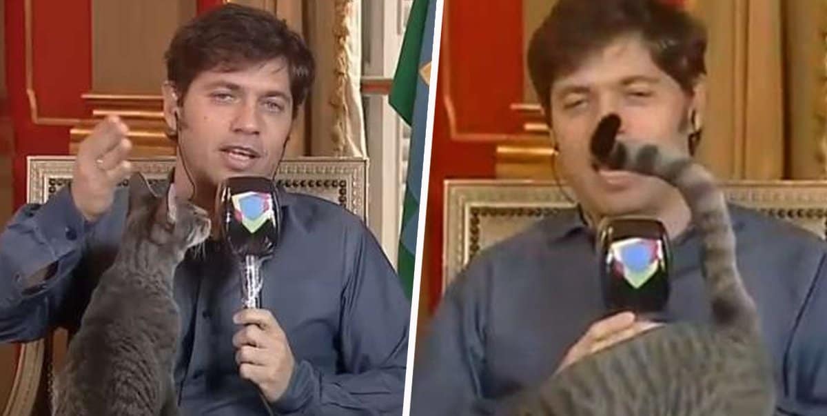 Governors-Cat-Interrupts-TV-Interview-To-Show-Viewers-Butt-Thumbnail