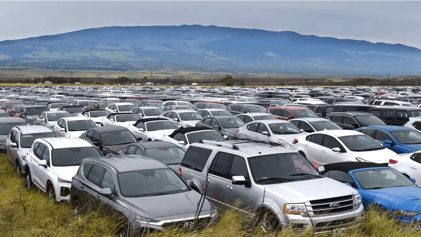 Hawai Más de 18.000 coches para alquilar duermen en campos de caña de azúcar debido a la dramática ausencia de turistas en la zona 3