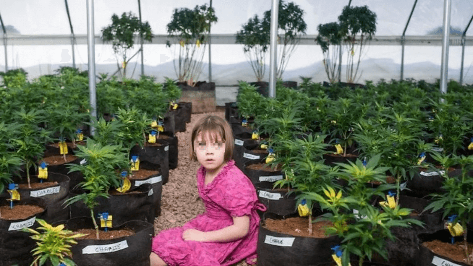 Inspiró la creación del aceite de marihuana medicinal más famoso del mundo la niña que sobrevivía a una rara enfermedad pero falleció infectada con coronavirus 1