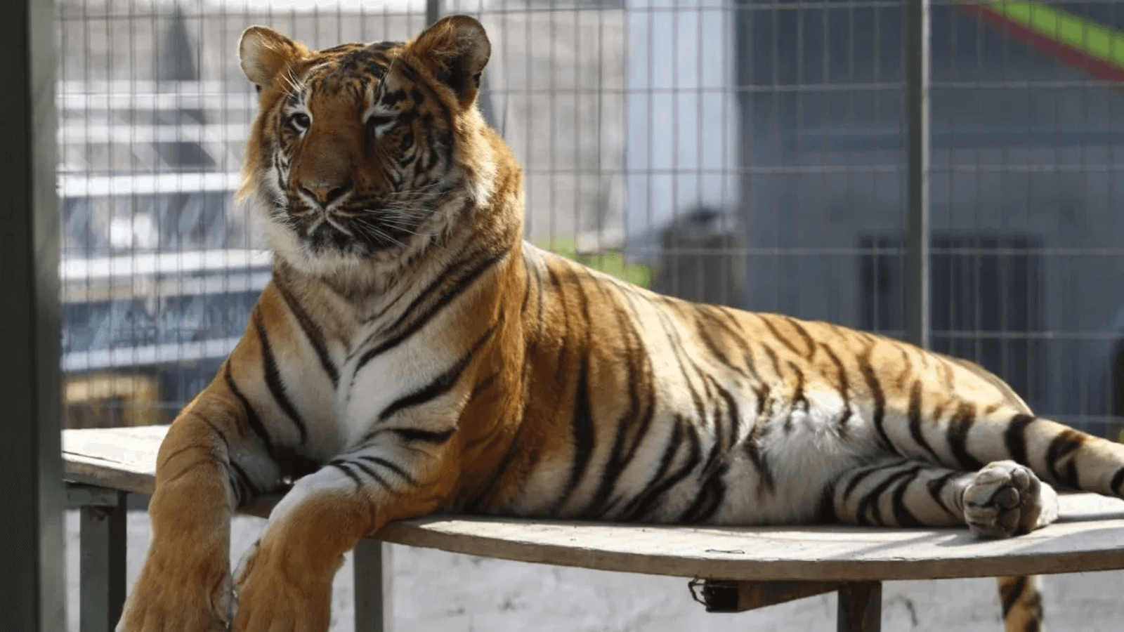 Nueva York Un tigre del Bronx Zoo dio positivo por coronavirus y otros seis felinos presentan síntomas 2