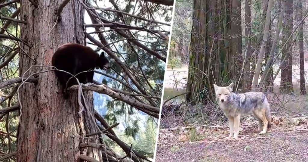 image Yosemite National Park Wildlife