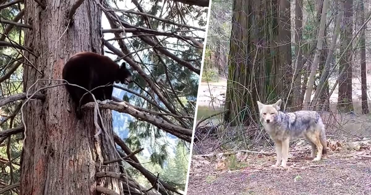 Yosemite-National-Park-Wildlife