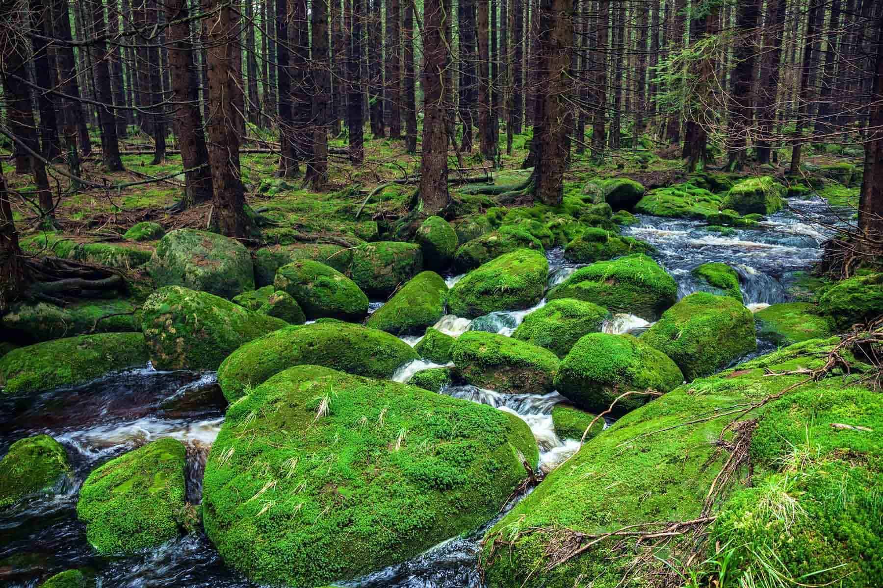 black-forest-alemania-germany