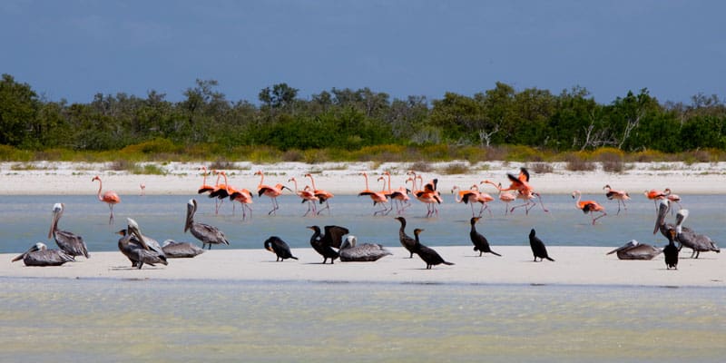 image holbox aves 1