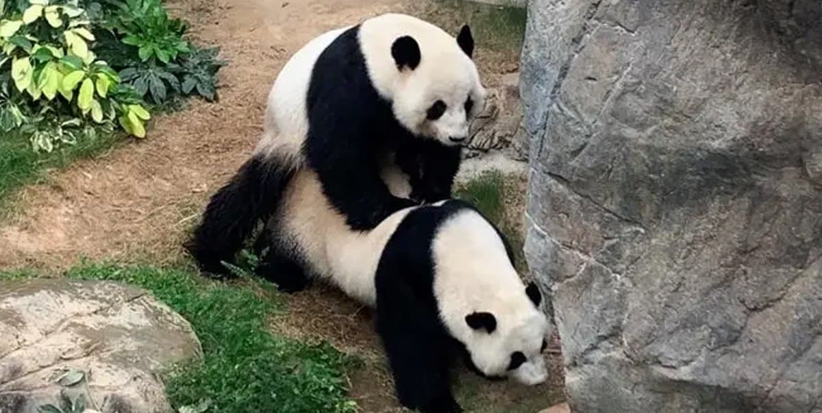 pandas