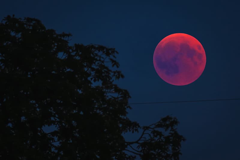 image pink moon over green trees