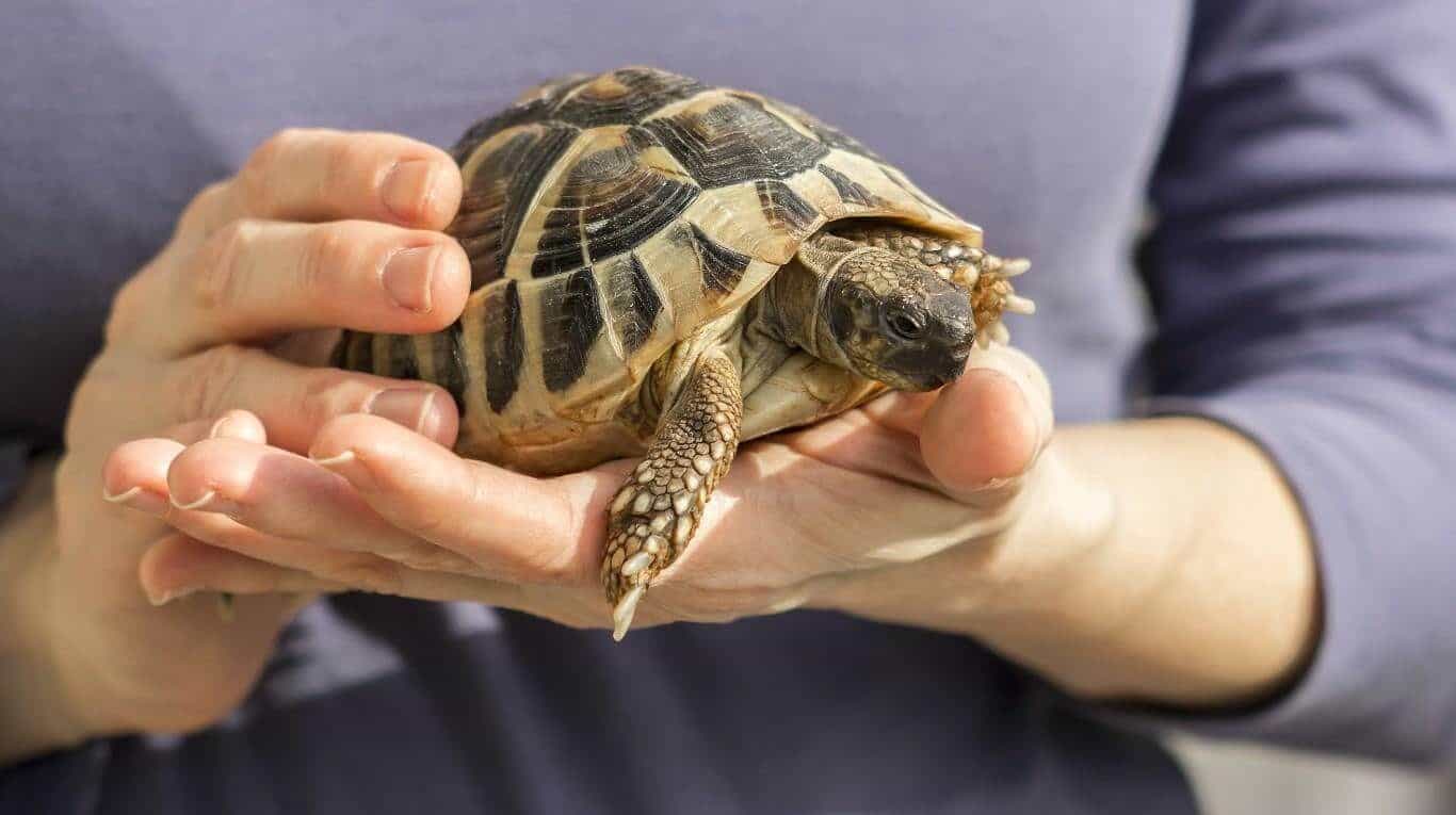 tortuga