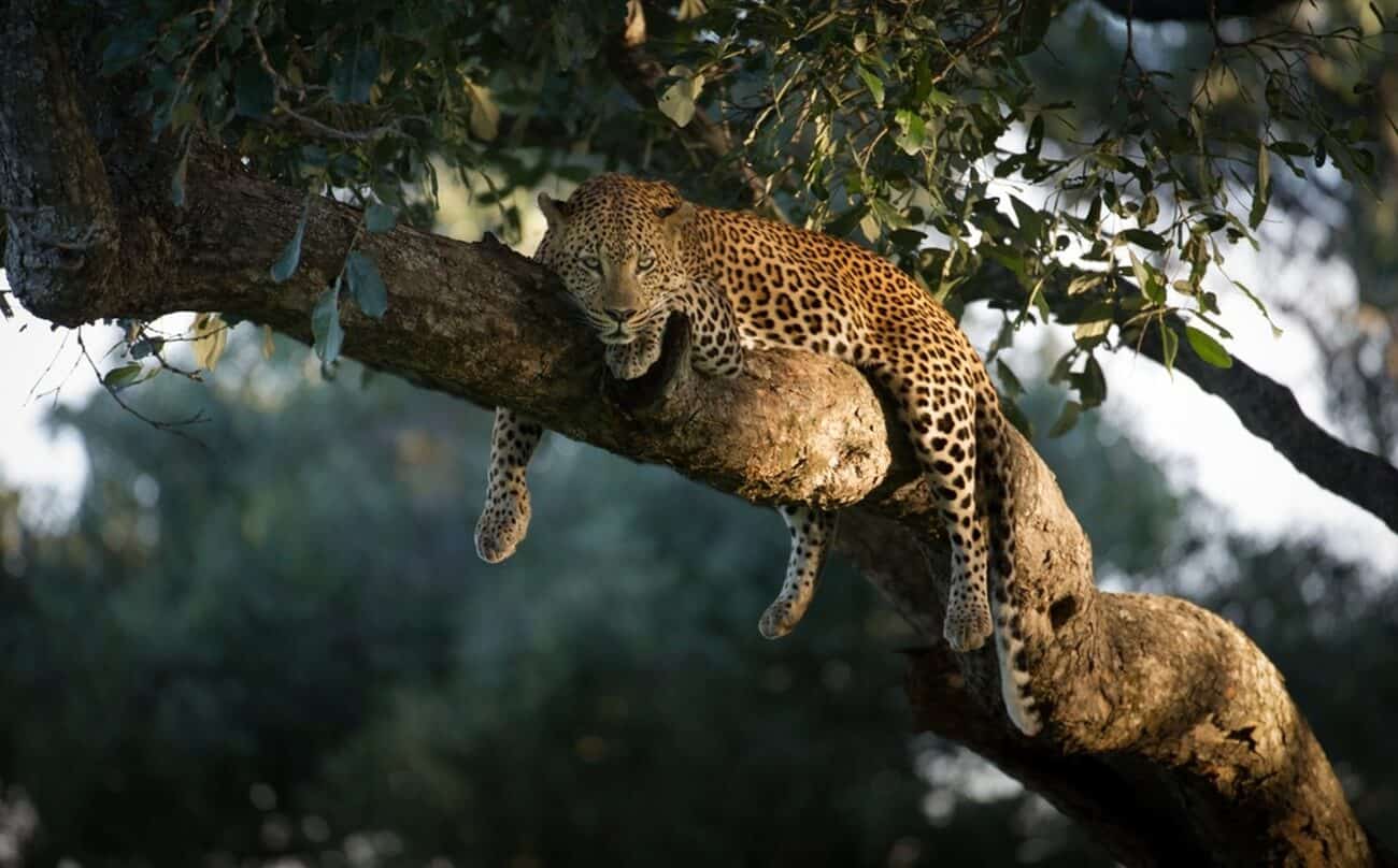 "Leopard at rest " por @naturesart