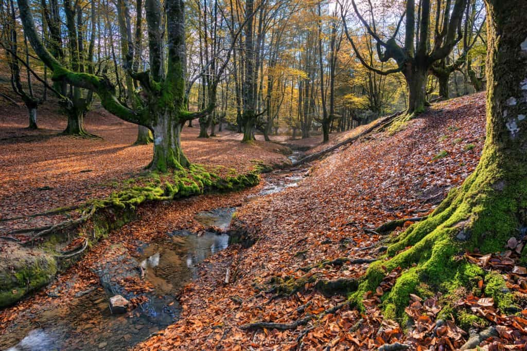 teatro Un bosque salido de un cuento de hadas: Hayedo de Otzarreta image teatro 37142785654 4fd7ea85b0 k
