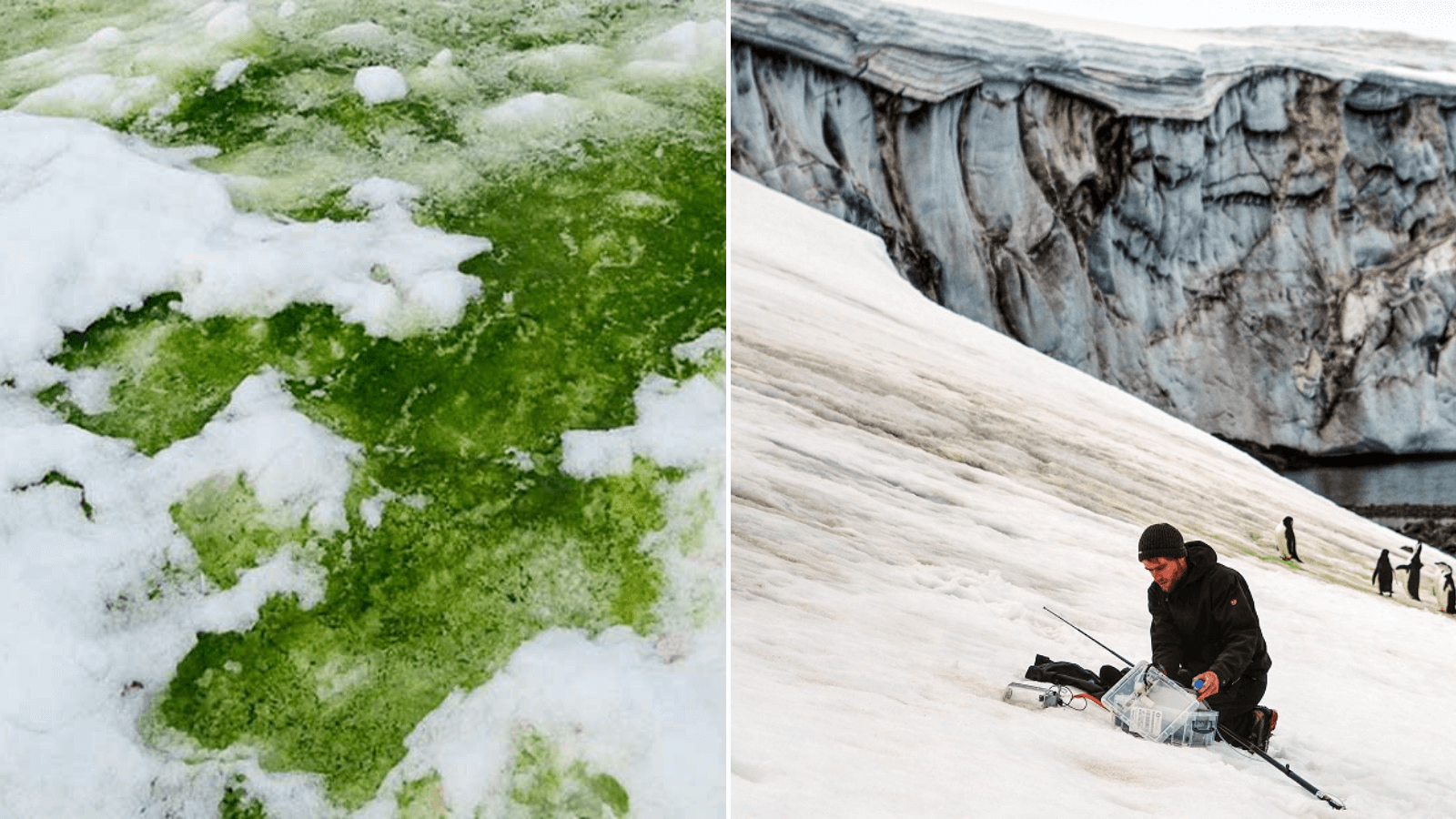 Alarmante El cambio climático tiñe de verde la nieve de la Antártida 3