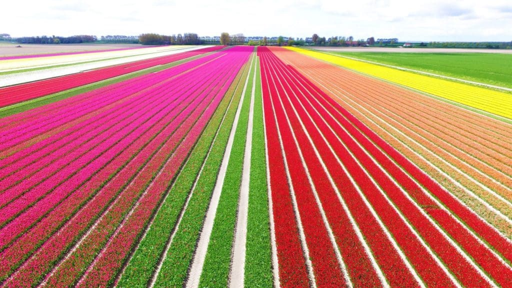 image Campos de Tulipanes en Holanda