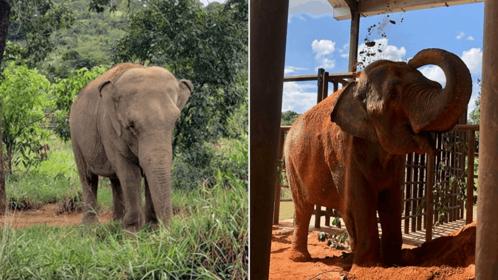 image Conoce la nueva vida de Mara la elefanta que vivió 54 años cautiva y ahora disfruta de su libertad en un santuario de Brasil w