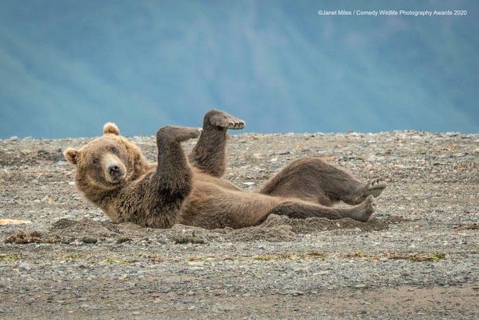 image Convocan a una edición 2020 de los premios Comedy Wildlife Photography estas son algunas de sus fotos más divertidas hasta ahora