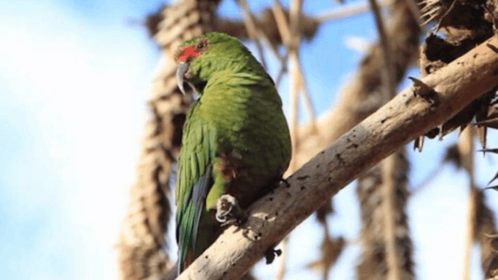 image guacamayo Fotógrafo captura por primera vez en Argentina al loro choroy considerado como uno de los más inteligentes del mundo 4