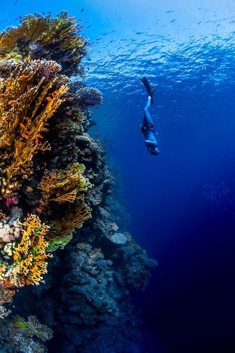 image Guía definitiva de lugares que no te puedes perder si estás deseando un viaje de buceo 1 1