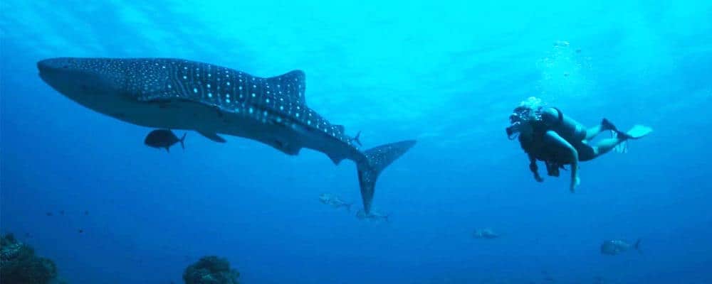 image Guía definitiva de lugares que no te puedes perder si estás deseando un viaje de buceo 5