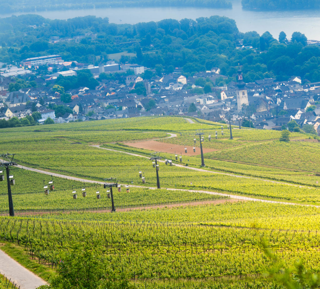 image Intriper Rudesheim am Rhein Vineyards 5 scaled e1589995619136