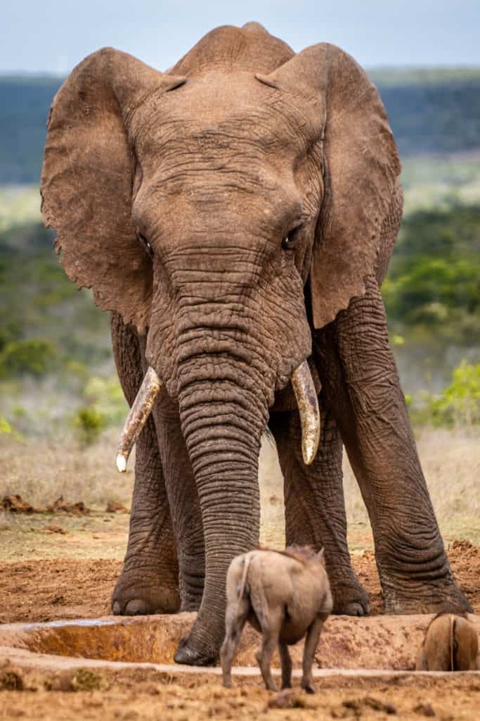 image Jampress viewbug wildlife safari 012