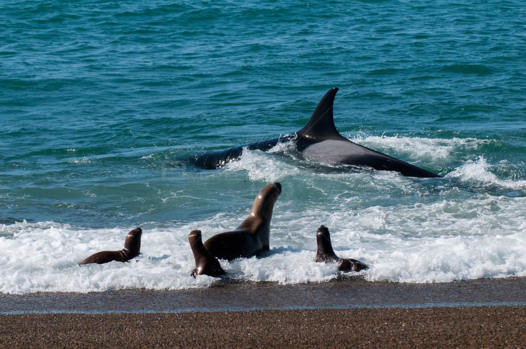 image orcas salvajes OS1877 P1465350 xgaplus