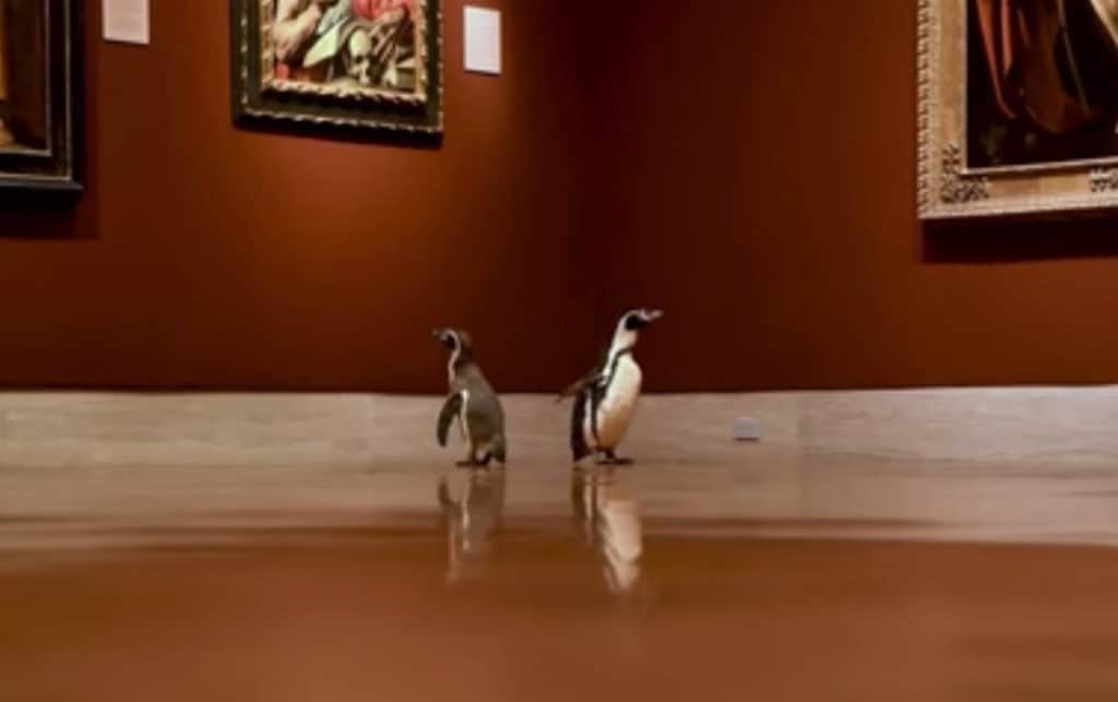 image Penguins in Art Museum Nelson Atkins Museum of Art Facebook Screenshot 1