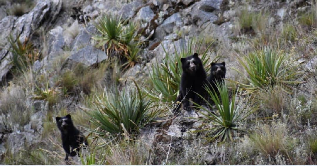 Perú Registran mayor presencia de osos de anteojos en el Santuario Histórico de Machu Picchu debido a la ausencia de turistas 3