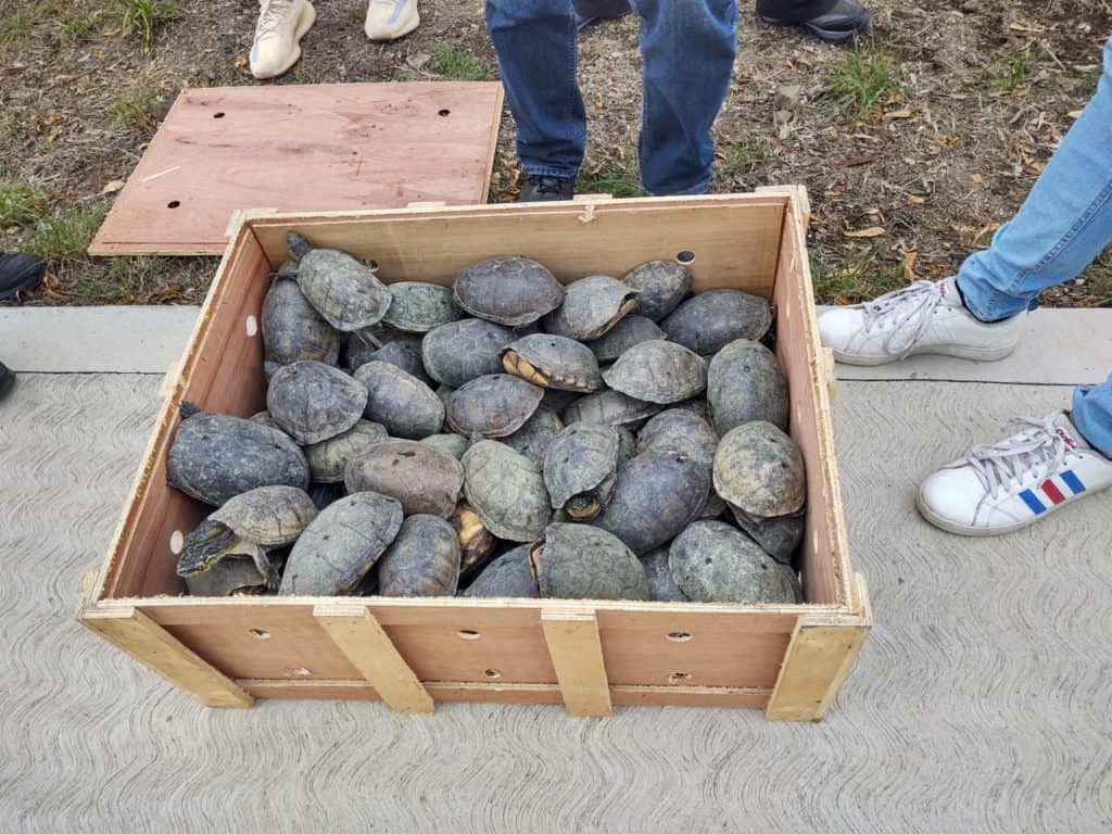 Rescatan a 15 mil tortugas en un aeropuerto de México que iban a ser exportadas ilegalmente a China image Tortugas