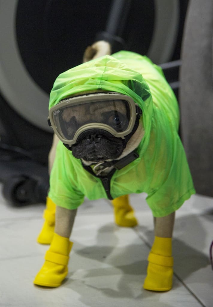 image Un hospital en México sumó a un perro pug entrenado como terapeuta para aliviar el estrés de los médicos 2