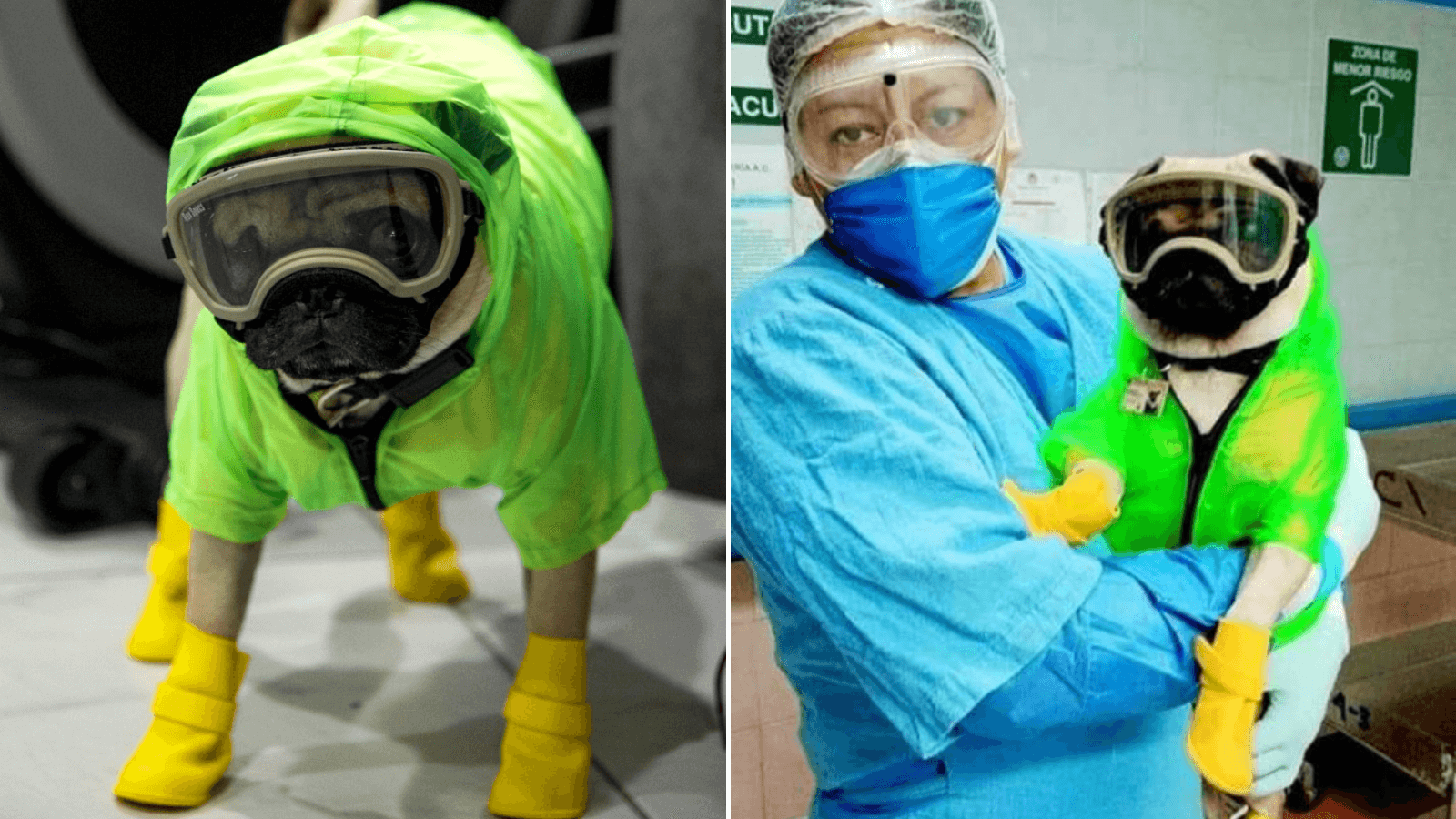 Un hospital en México sumó a un perro pug entrenado como terapeuta para aliviar el estrés de los médicos 6