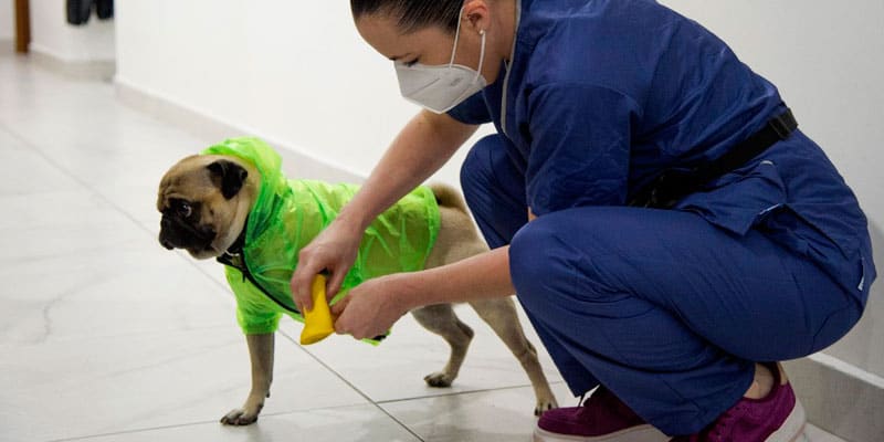 image Un hospital en México sumó a un perro pug entrenado como terapeuta para aliviar el estrés de los médicos 76