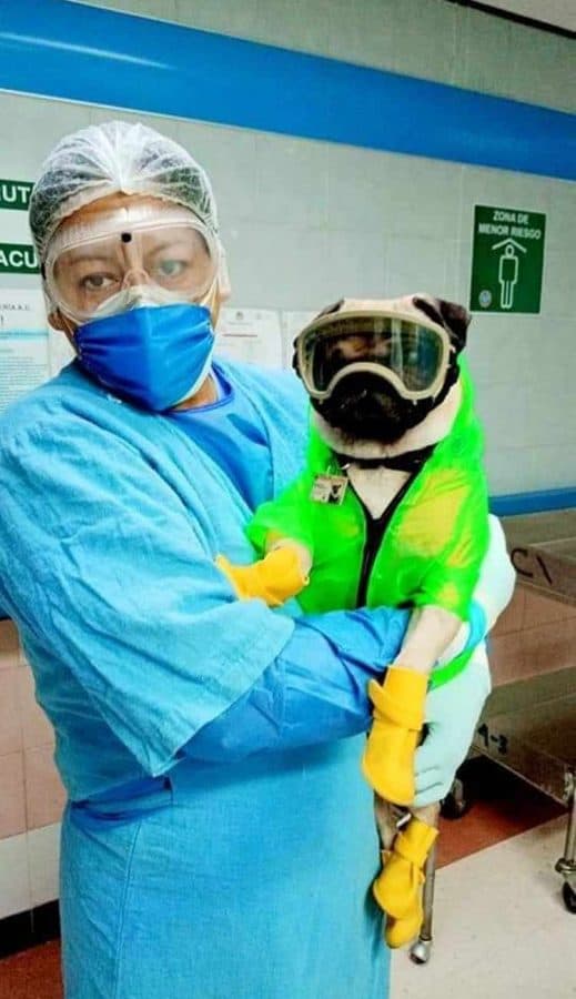 image Un hospital en México sumó a un perro pug entrenado como terapeuta para aliviar el estrés de los médicos u6