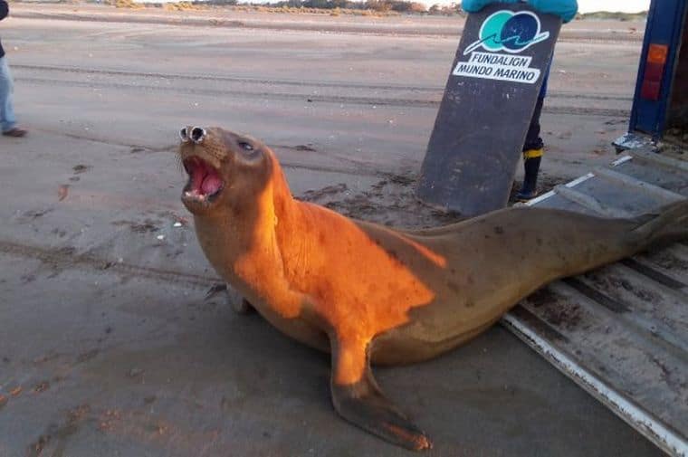 [Video] Un elefante marino de 600 kilos fue devuelto al mar en San Clemente del Tuyú, Argentina 4