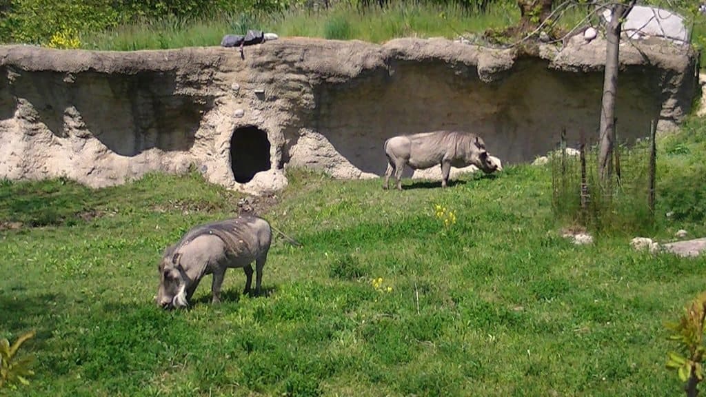 image Warthogs at Toronto Zoo