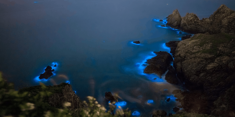 bioluminiscencia