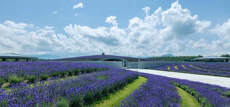 image buda gigante hill of the buddha tadao ando 2