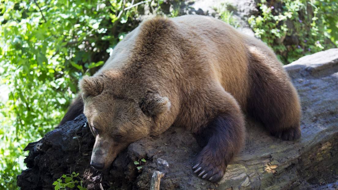 oso pardo