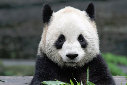 image panda