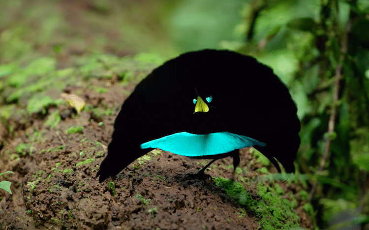 image vogelkop superb bird of paradise 2