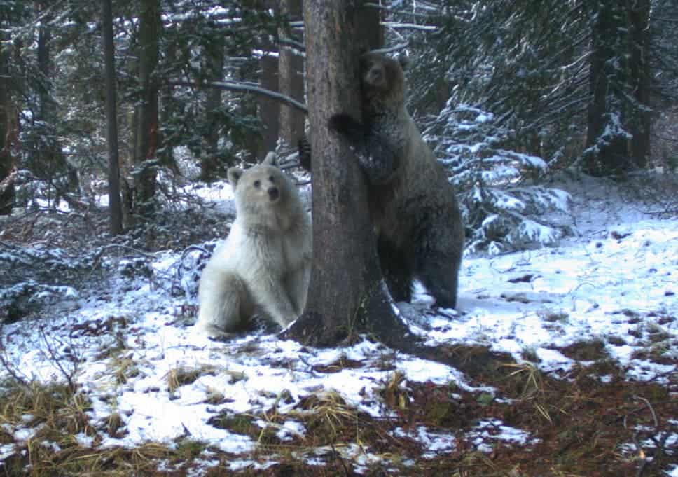 white-grizzly-banffnp-remote-camera-copyright-parkscanada2020-0